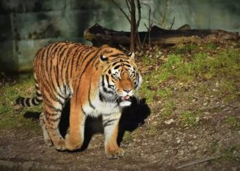 വയനാട്ടില്‍ ഭീതിവിതച്ച നരഭോജി കടുവ ഇനി തൃശ്ശൂര്‍ പുത്തൂര്‍ മൃഗശാലയില്‍