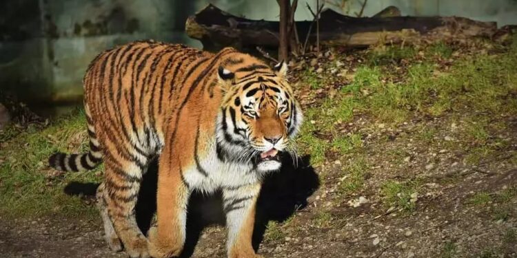 വയനാട്ടില്‍ ഭീതിവിതച്ച നരഭോജി കടുവ ഇനി തൃശ്ശൂര്‍ പുത്തൂര്‍ മൃഗശാലയില്‍