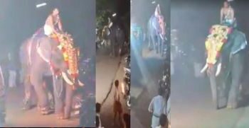 കണ്ണൂരിൽ ഉത്സവത്തിനിടെ ആന ഇടഞ്ഞു; പൂജാരിയെ വലിച്ച് താഴെയിട്ടു